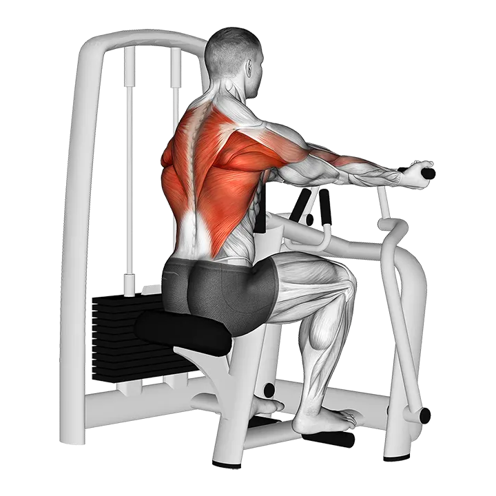 Lever Reverse Grip Vertical Row exercise animation (Male)