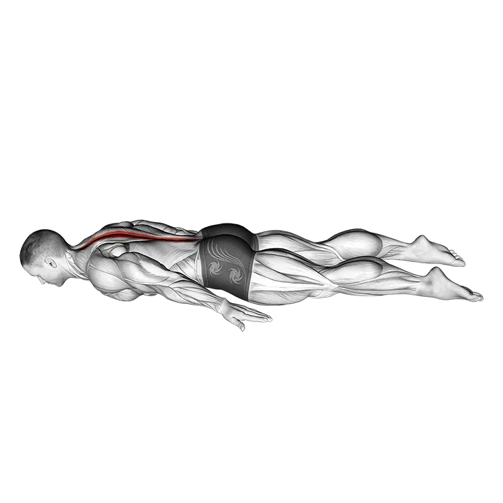 Lower Back Curl exercise animation (Male)