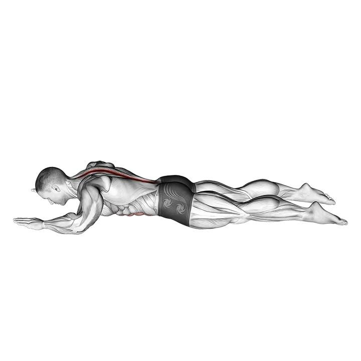 Sphinx exercise animation (Männlich)