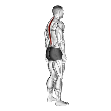 Standing Pelvic Tilt