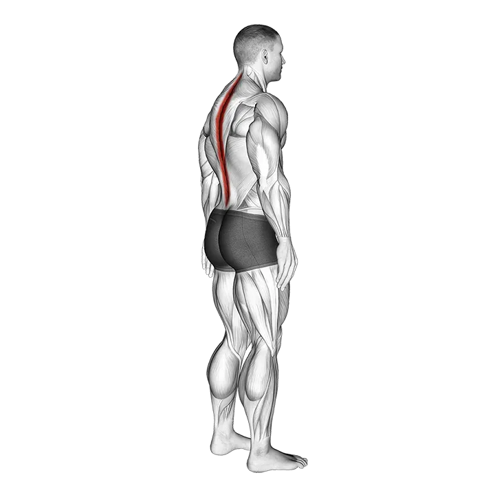 Standing Pelvic Tilt exercise animation (Hombre)
