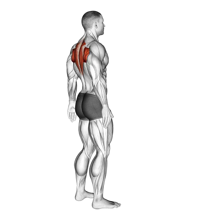Upper Back Stretch exercise animation (Male)