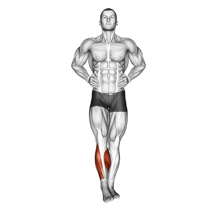 Ankle Circles exercise animation (Male)