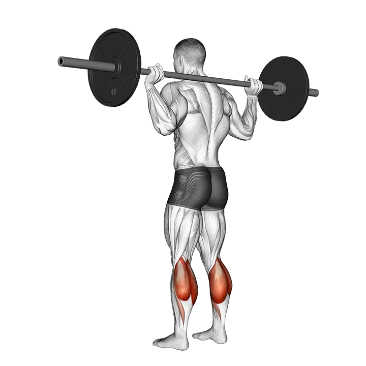 Barbell Floor Calf Raise exercise animation (Hombre)