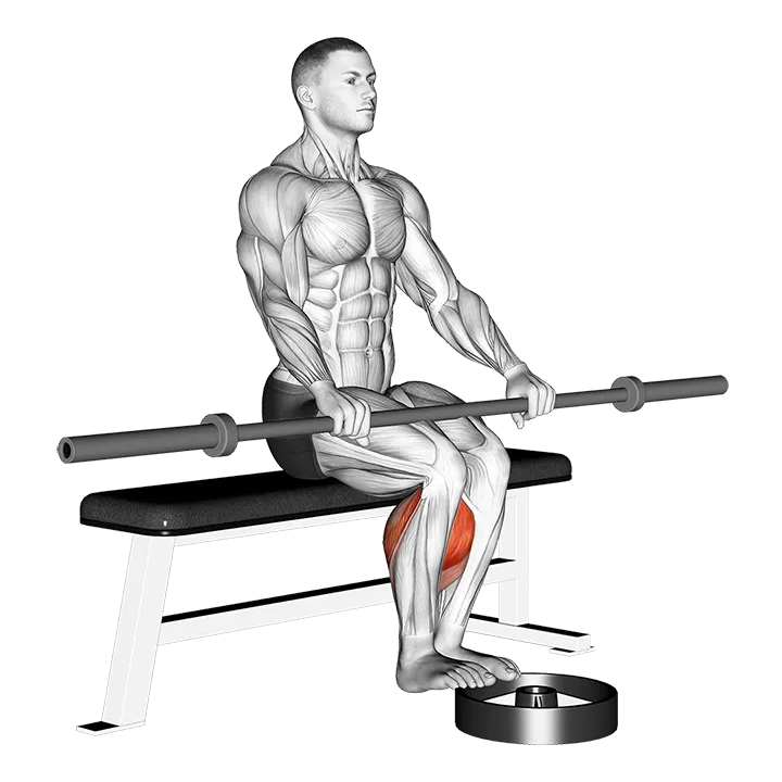 Barbell Seated Calf Raise exercise animation (Male)
