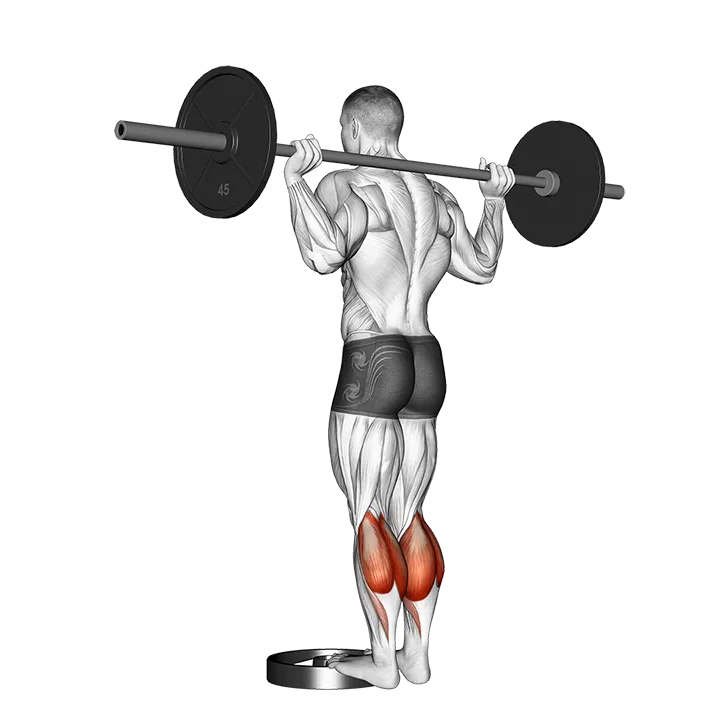Barbell Standing Calf Raise exercise animation (Hombre)