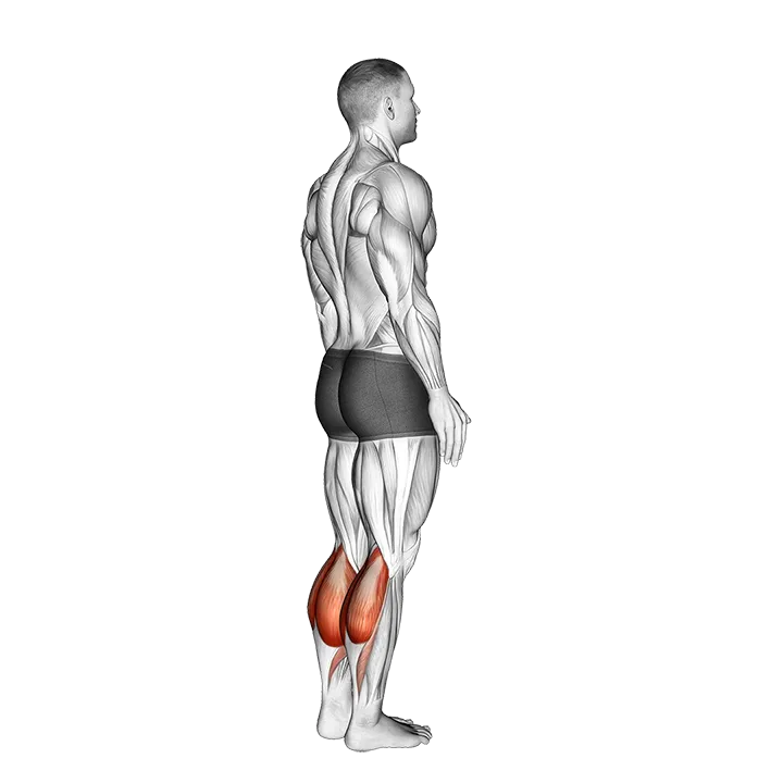 Bodyweight Standing Calf Raise exercise animation (Hombre)
