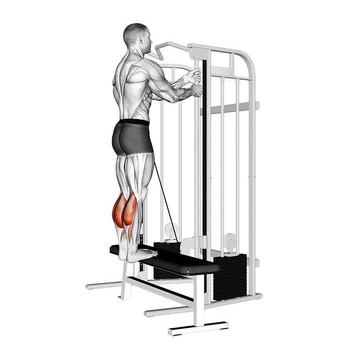 Cable Standing Calf Raise exercise animation (Hombre)