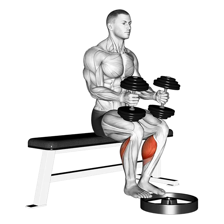 Dumbbell Seated Calf Raise exercise animation (Male)
