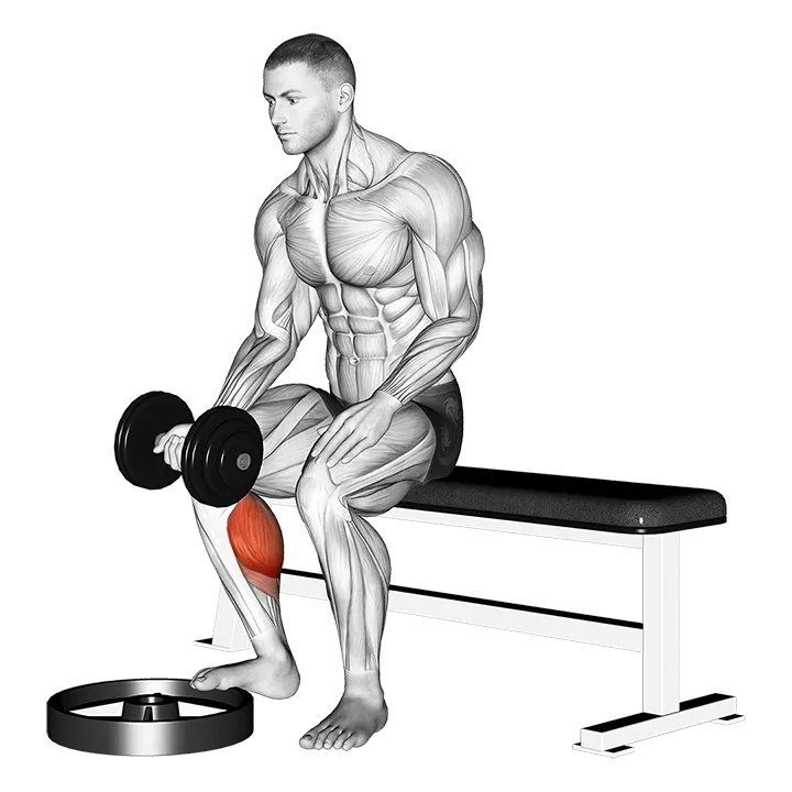 Dumbbell Seated One Leg Calf Raise - Palm up exercise animation (Hombre)