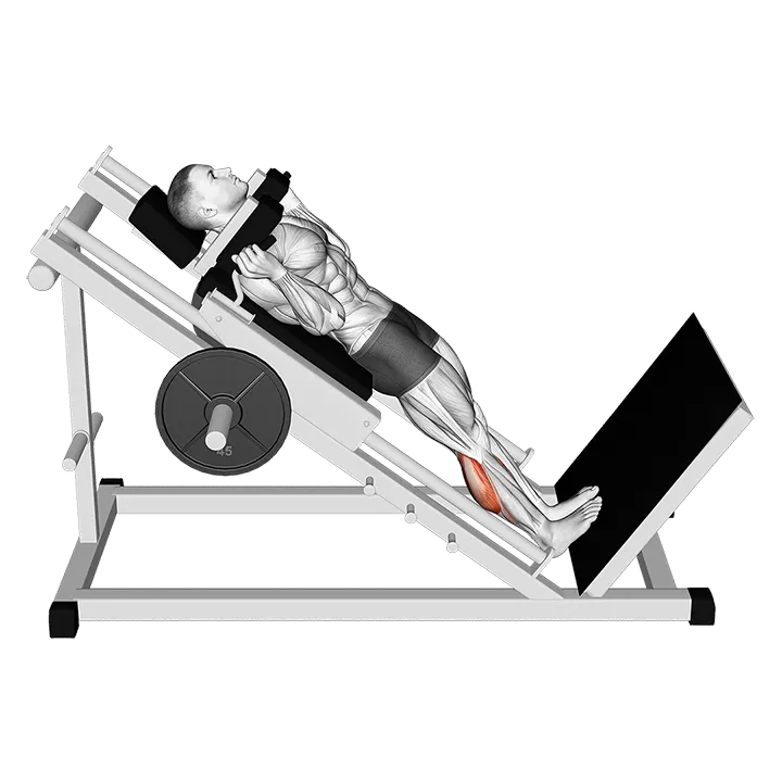 Hack Calf Raise exercise animation (Male)