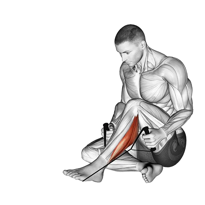 Peroneals Stretch exercise animation (Male)
