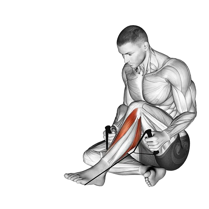 Posterior Tibialis Stretch exercise animation (Männlich)