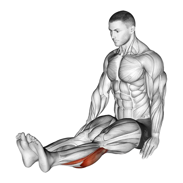 Seated Calf Stretch exercise animation (Male)