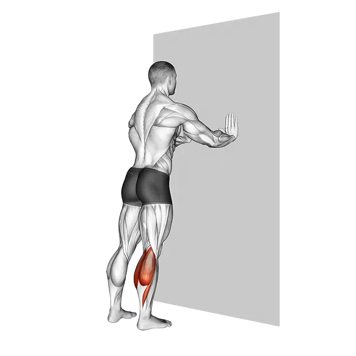 Standing Gastrocnemius exercise animation (Hombre)