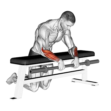 Barbell Palms Down Wrist Curl Over A Bench