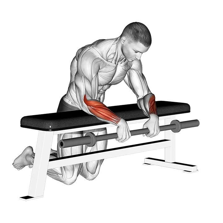 Barbell Palms Down Wrist Curl Over A Bench exercise animation (Male)