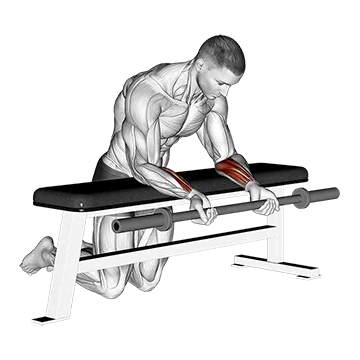 Barbell Palms Up Wrist Curl Over A Bench