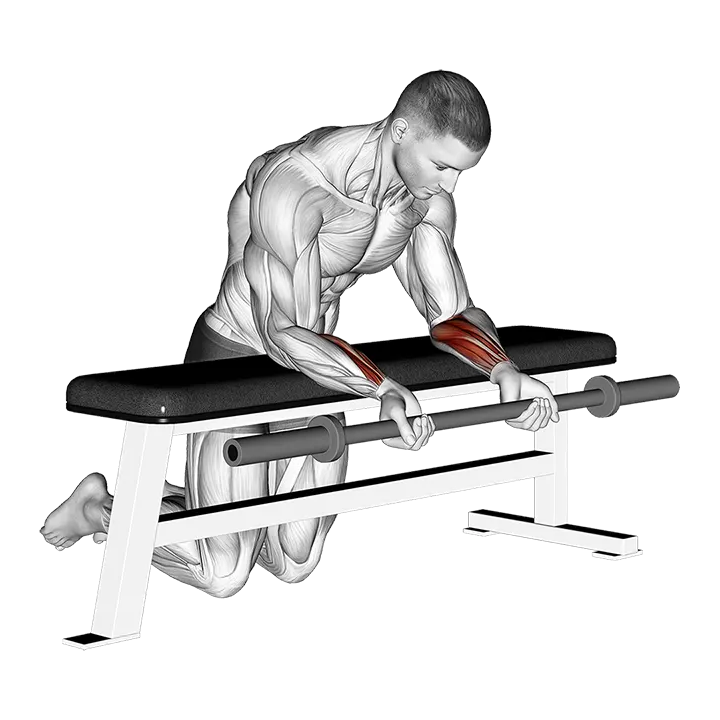 Barbell Palms Up Wrist Curl Over A Bench exercise animation (Male)
