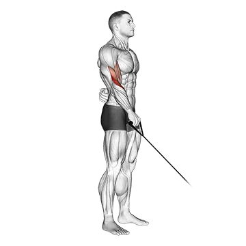 Cable Reverse One Arm Curl