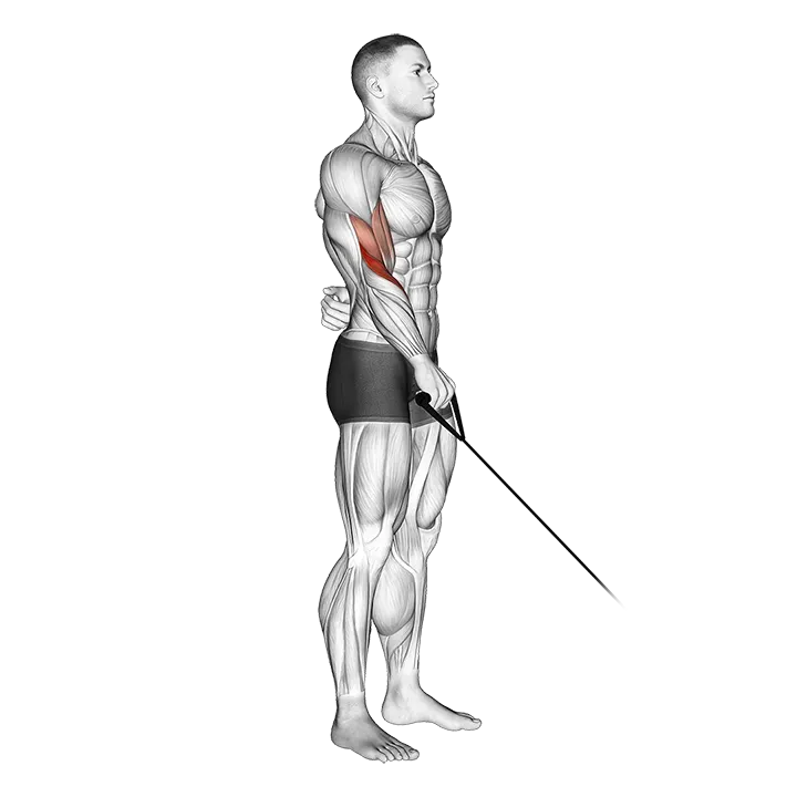 Cable Reverse One Arm Curl exercise animation (Male)