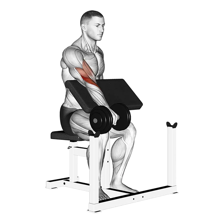 Dumbbell One Arm Reverse Preacher Curl exercise animation (Male)