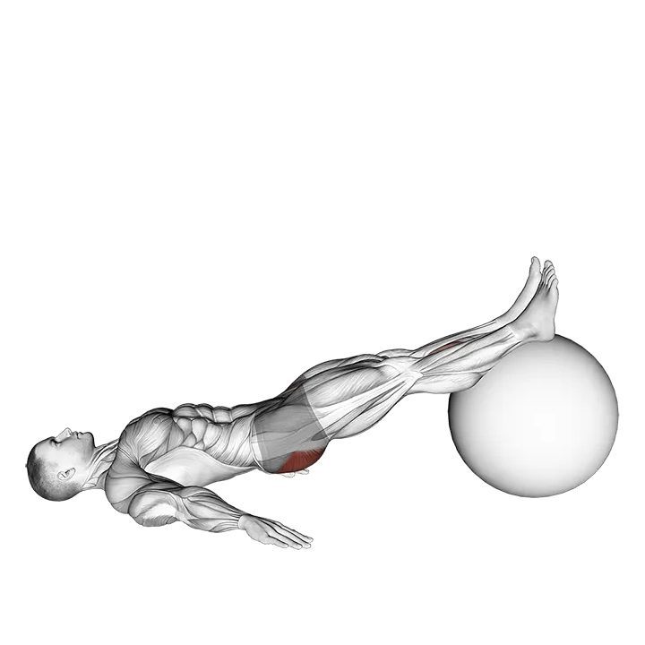 Exercise Ball One Legged Diagonal Kick Hamstring Curl exercise animation (Male)