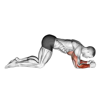 Modified Push Up to Forearms