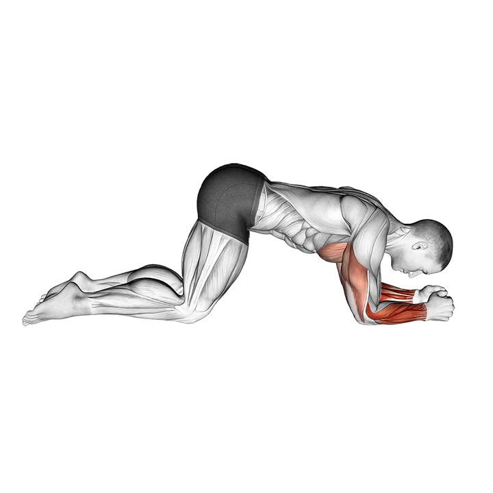 Modified Push Up to Forearms exercise animation (Männlich)