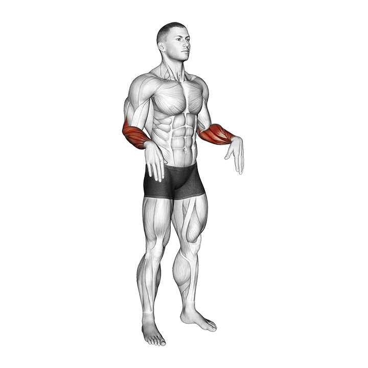 Wrist Circles exercise animation (Male)