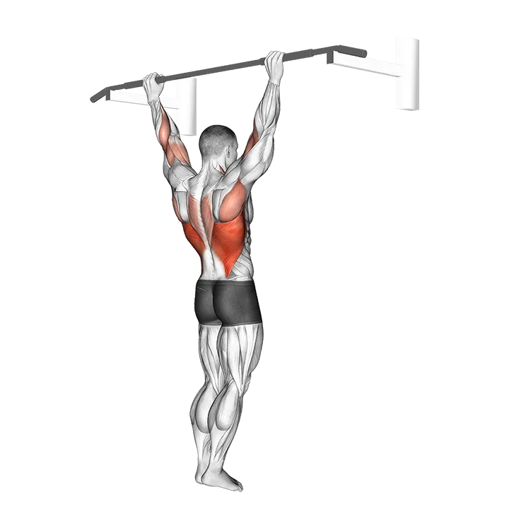 Wide Grip Pull-Up exercise animation (Male)
