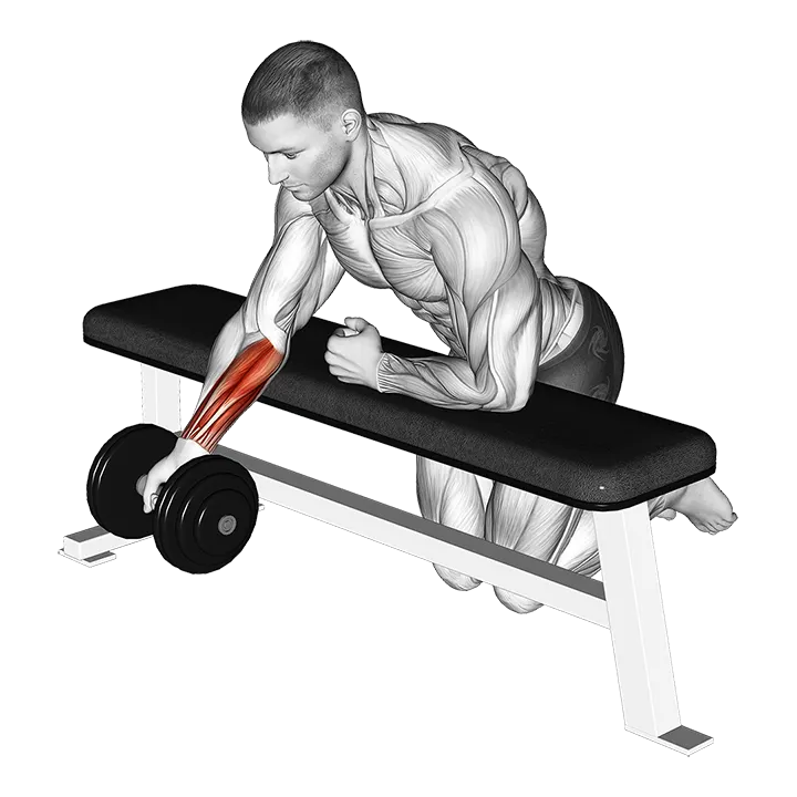 Dumbbell Over Bench One Arm Reverse Wrist Curl exercise animation (Male)
