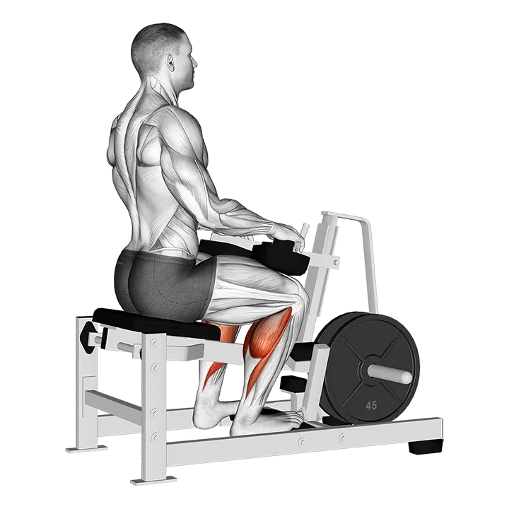 Lever Calf Stretch (plate loaded) Isometric exercise animation (Male)