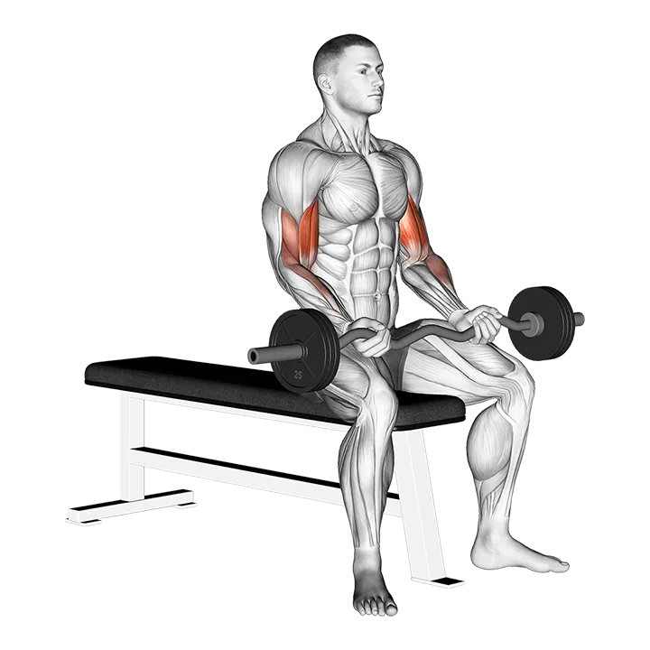 EZ Barbell Seated Curls exercise animation (Male)