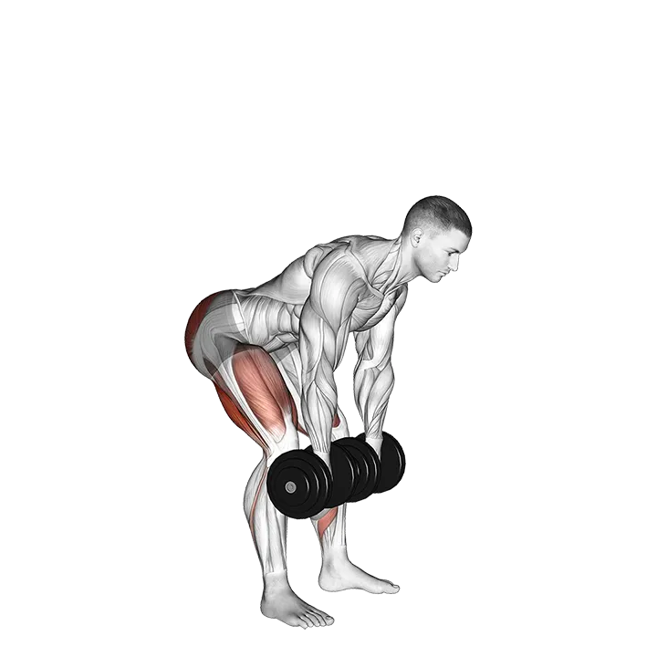 Dumbbell Romanian Deadlift exercise animation (Male)