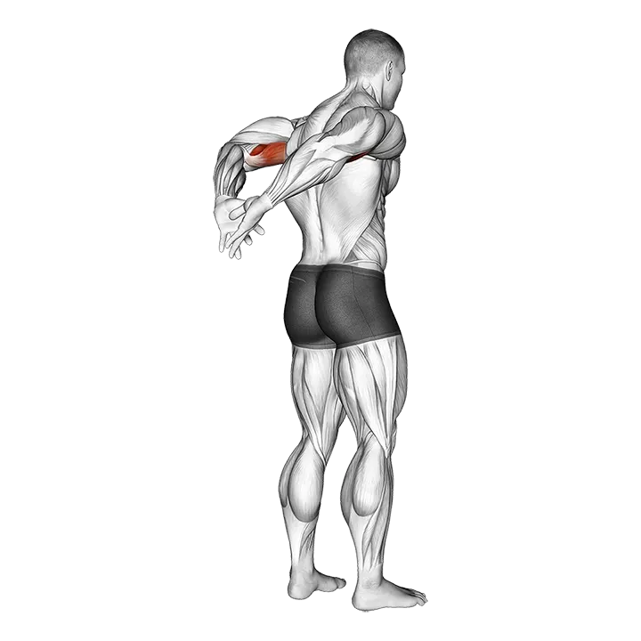 Biceps Stretch Behind The Back exercise animation (Männlich)