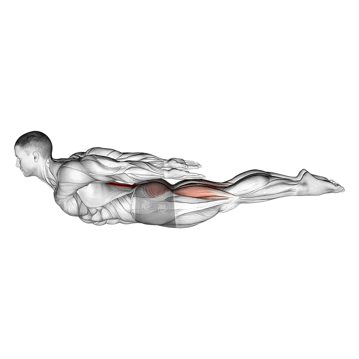 Locust Yoga Pose (Iron Man Pose) exercise animation (Hombre)