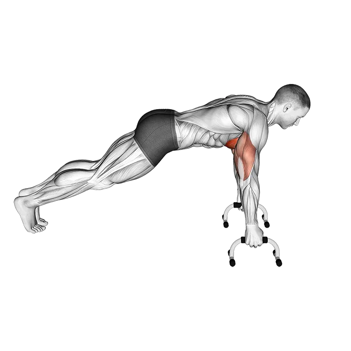 Push-up (With push-up handles) exercise animation (Male)