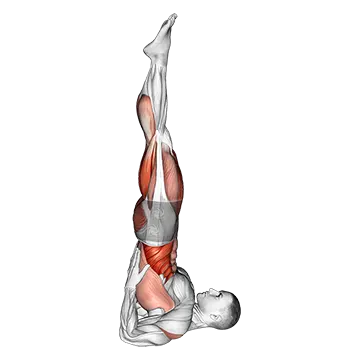Shoulder Stand Yoga Pose