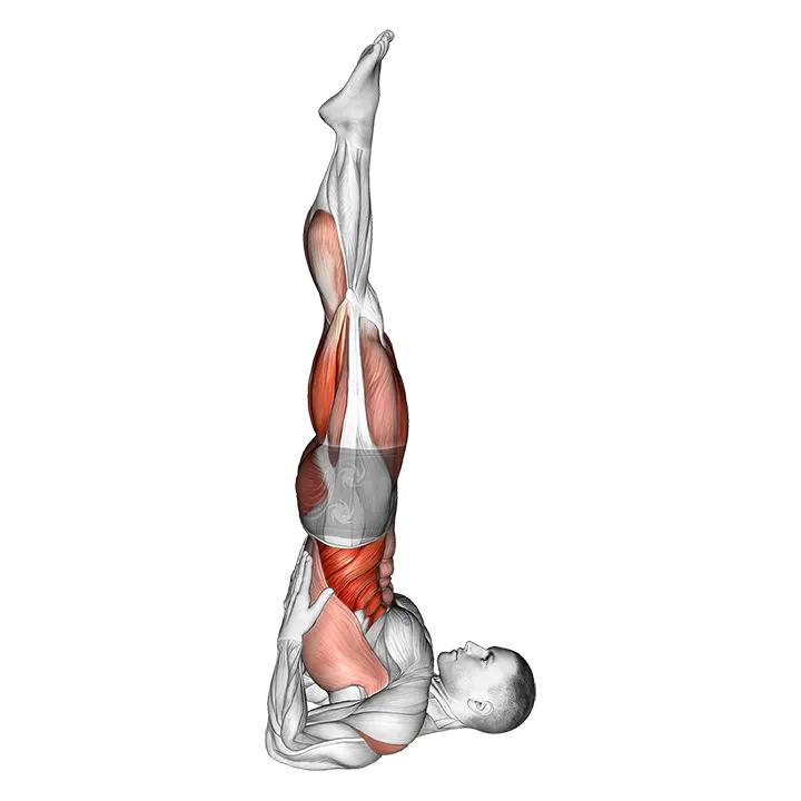 Shoulder Stand Yoga Pose exercise animation (Male)