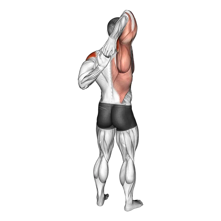 Shoulder Stretch Behind the Back exercise animation (Male)
