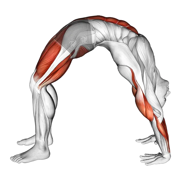 Wheel Pose Yoga Pose exercise animation (Male)