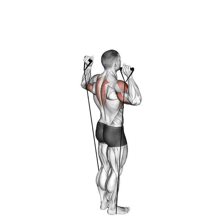 Band Behind Neck Shoulder Press exercise animation (Male)
