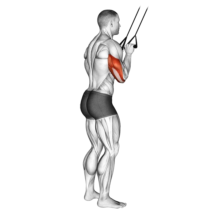 Band Pushdown exercise animation (Male)
