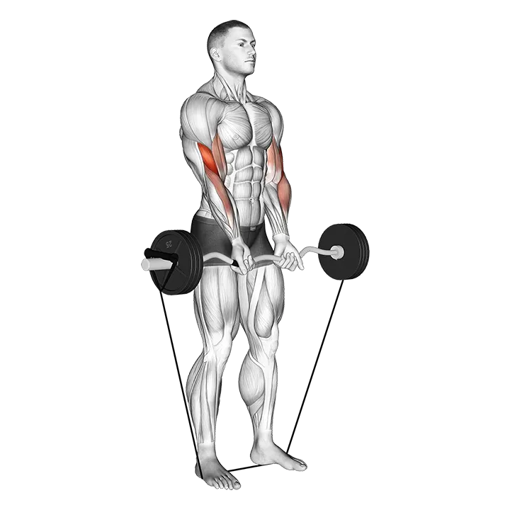 Band EZ Barbell Close-grip Curl exercise animation (Male)