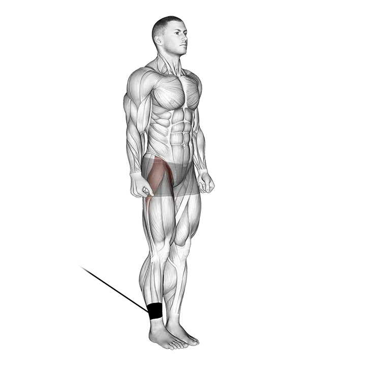 Band Hip Flexion exercise animation (Male)