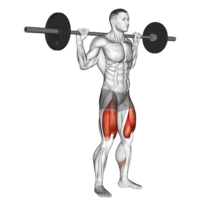 Barbell Quarter Squat exercise animation (Male)