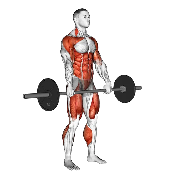 Barbell Hang Clean exercise animation (Male)