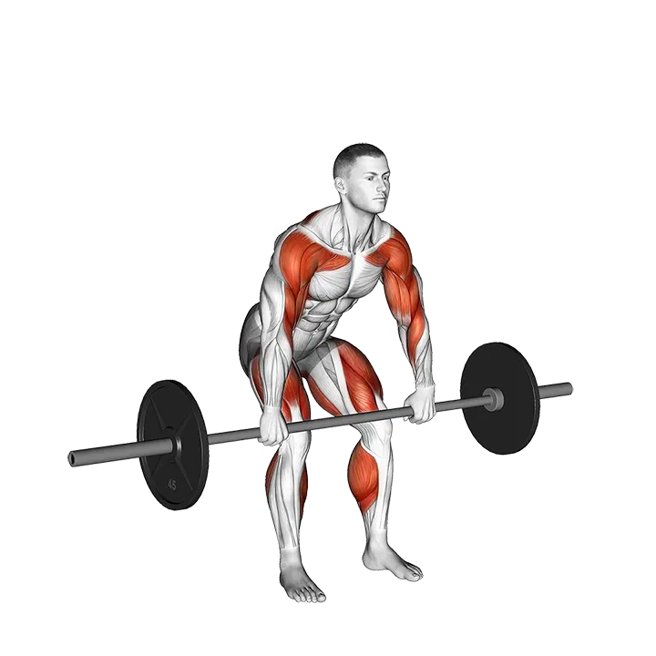 Barbell Hang Clean Below the Knees exercise animation (Male)