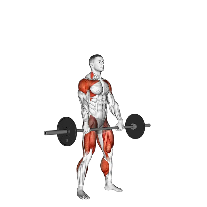 Barbell Hang Snatch exercise animation (Male)